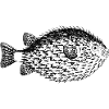diodon-hystrix-stachelfisch.png