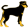 pinscher dog