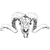 Goat's head 2
