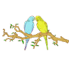 budgies