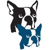 Boston Terrier os de tigre