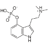 Psylocibine Drogue
