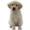 Golden Retriever Welpe Niki