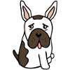 French Buldog - French Bulldog