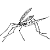 Mosquito