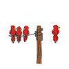 WIFI birds
