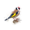 Watercolour Finch
