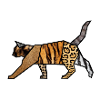 feline