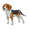 Beagle dog