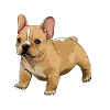 French bulldog
