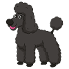 Sweet poodle