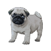 Cartoon pug