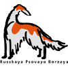 barsoi drawn
