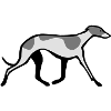 Whippet