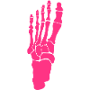 foot foot skeleton 2411