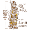 Da Vinci Beer