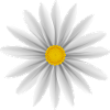 Daisy blanc vers le bas