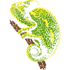 Chameleon reptile