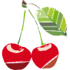 cherry