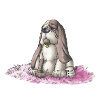 basset hound