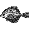 flunder-fisch-01