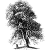 Baum-2-01