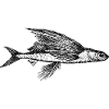 Fliegender-Fisch.png