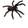 spider