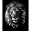 lion Portrait