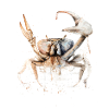 Sternzeichen Krebs