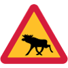 Caution Moose!