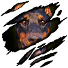 Dobermann in me