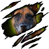 Malinois in me