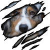 Australian Shepherd in me