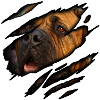 Bullmastiff in me