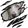Weimaraner in me