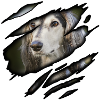 Saluki greyhound in me