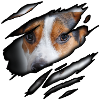 Jack Russel Terrier in me