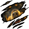 Rottweiler in me