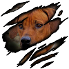 Rhodesian Ridgeback in me
