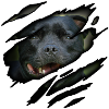 Staffordshire Bull Terrier