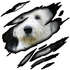 Bobtail in me