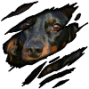 Dachshund in me