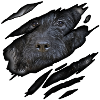 Labradoodle in mir