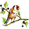 Vogel