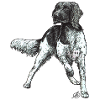 Münsterländer