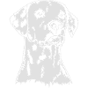 DALMATINER Portrait of Wilsign