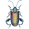 Beetle with strong thighs
