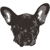 bouledogue français