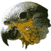 oiseau